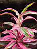 cordyline red edge.JPG